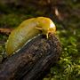 Mendocino Woodlands State Park (SP)