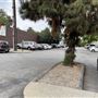 Carrows Restaurant and/or Parking lot