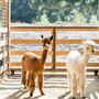 Carmel Valley Ranch Hotel