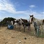 Animal Party Rescue and Sanctuary