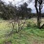 Red Thorne Ranch / The Barn Loft / Mini Petting Zoo