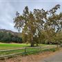 Franklin Canyon Park - Santa Monica Mountains Conservancy - SMMC