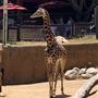 Los Angeles Zoo & Botanical Gardens - LA Zoo