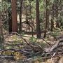 Idyllwild Nature Center - Forest