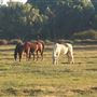 Kemper Campbell Ranch