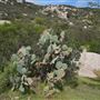 Stone Meadows Ranch