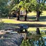 Olive Ranch