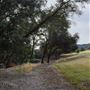 Olive Ranch