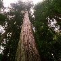 Henry Cowell Redwoods State Park (SP)