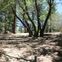 Camp Cedar Lake