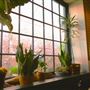 The Brick Coffee House