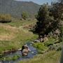 Rankin Ranch - California Cattle & Guest Ranch