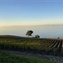 Catalina View Gardens aka Point View