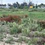 San Gabriel River Park