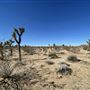 Joshua Tree Barren Landscape