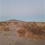 Desert Bliss