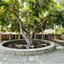 Pitcher Park