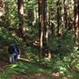 Butano State Park (SP)