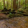Butano State Park (SP)
