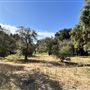 Orcutt Ranch Horticultural Center & Community Garden