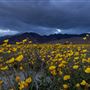 Anza-Borrego Desert State Park (SP)