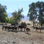 Tejon Ranch