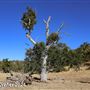 Tejon Ranch