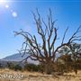 Tejon Ranch