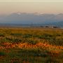 Antelope Valley California Poppy Reserve State Natural Reserve (SNR)