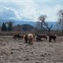 Twin Pines Ranch