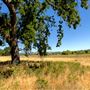 Anderson Marsh State Historic Park (SHP)