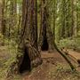 Armstrong Redwoods State Natural Reserve (SNR)
