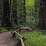 Armstrong Redwoods State Natural Reserve (SNR)