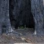 Big Basin Redwoods State Park (SP)