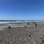 Torrey Pines State Beach (SB)