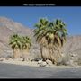 Borrego Palm Canyon Campground