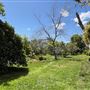 Mediterranean Grove House