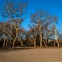 Bidwell-Sacramento River State Park (SP)