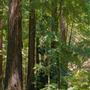 Armstrong Redwoods State Natural Reserve (SNR)