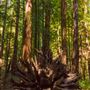 Armstrong Redwoods State Natural Reserve (SNR)