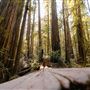 Armstrong Redwoods State Natural Reserve (SNR)