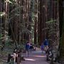 Armstrong Redwoods State Natural Reserve (SNR)