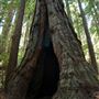 Armstrong Redwoods State Natural Reserve (SNR)