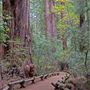 Armstrong Redwoods State Natural Reserve (SNR)