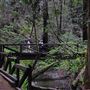 Armstrong Redwoods State Natural Reserve (SNR)