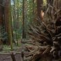Armstrong Redwoods State Natural Reserve (SNR)