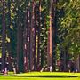 Northwood Golf Club
