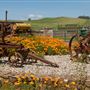 Petaluma