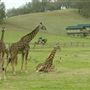 Safari West