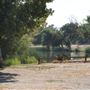 Mojave Narrows Regional Park